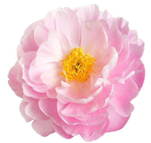 粉色牡丹鲜花PNG素材，高清透明动植物设计元素下载