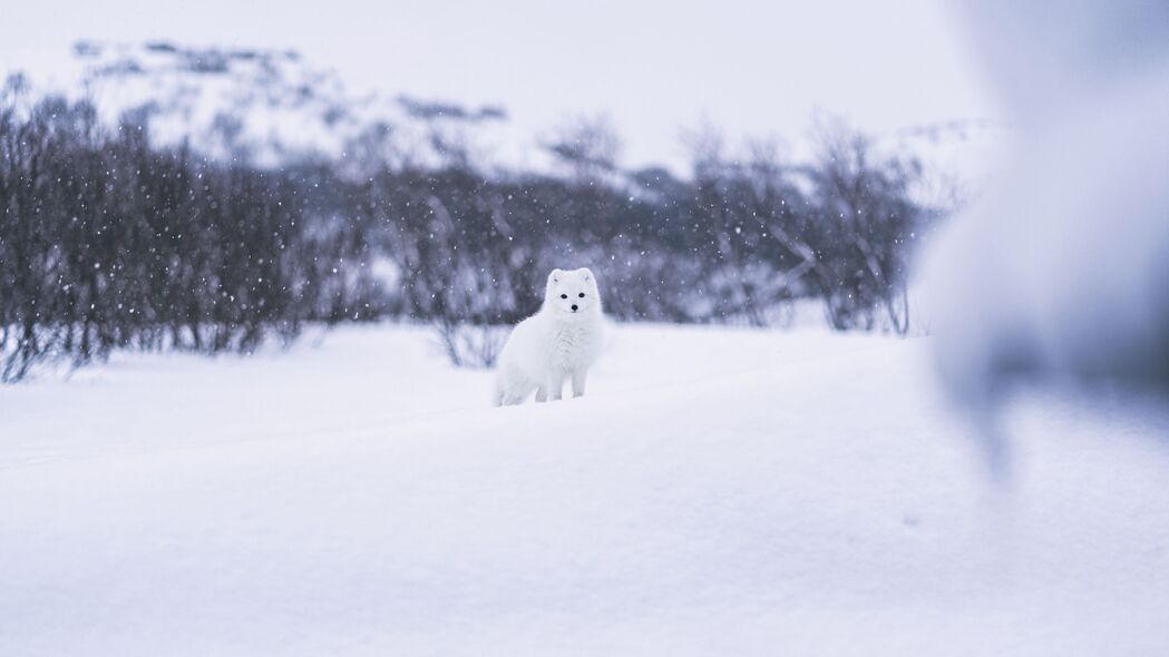 抄写员笔下的野兽，纯净雪域4K高清壁纸，3840x2160超清下载