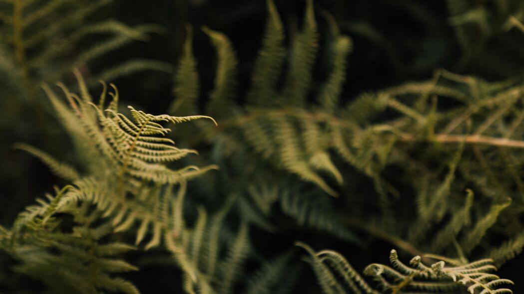 蕨类植物绿叶宏观美景，4K高清壁纸，3840x2160分辨率，免费下载