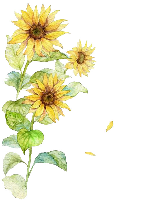 向日葵水彩PNG透明图，动植物元素设计素材高清下载