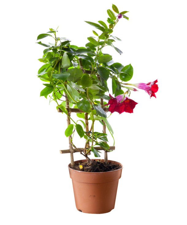 无背景爬藤盆栽PNG素材，高清透明动植物设计元素下载