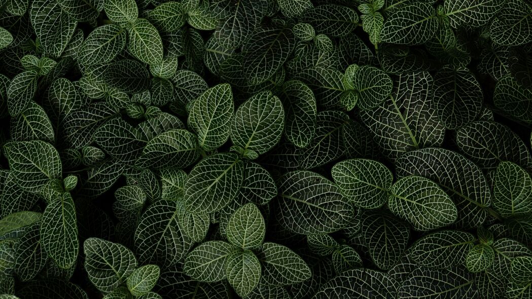 树叶鸟瞰，绿色植物4K高清壁纸（3840x2160）免费下载
