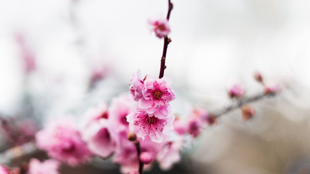 粉色花蕾绽放之美，树枝上的粉红色花朵4K超高清壁纸（3840x2160）下载