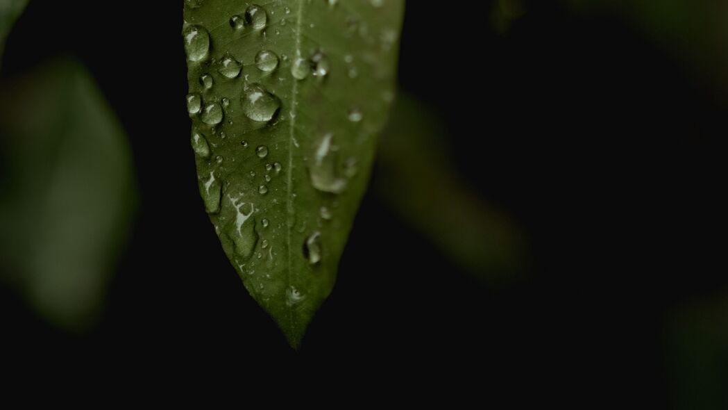 树叶凝露，宏大雨景，4K高清壁纸，3840x2160下载