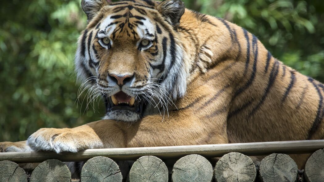 老虎，獠牙猛兽，霸气捕食者！高清4K壁纸，3840x2160极致画质
