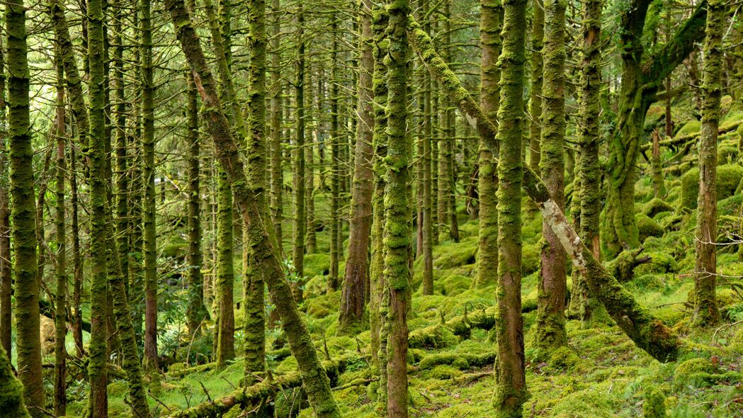 树木苔藓森林高清壁纸，4K树枝风景图片，3840x2160分辨率，免费下载