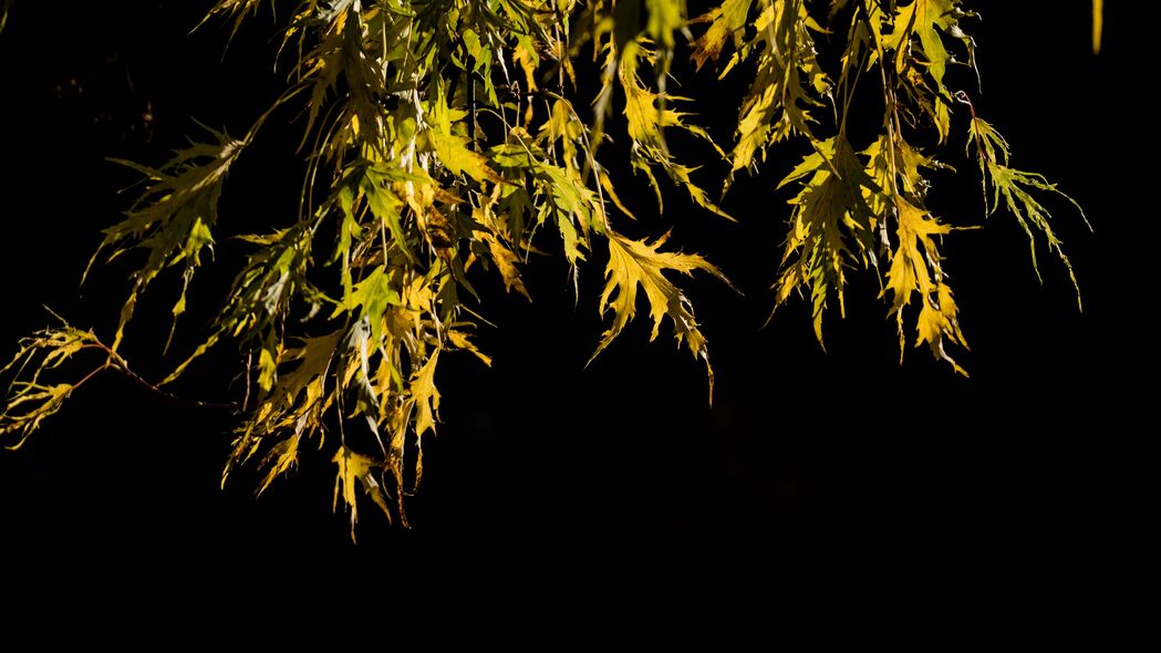 树枝树叶黑色背景超高清4K壁纸，3840x2160风景图片，一键下载！