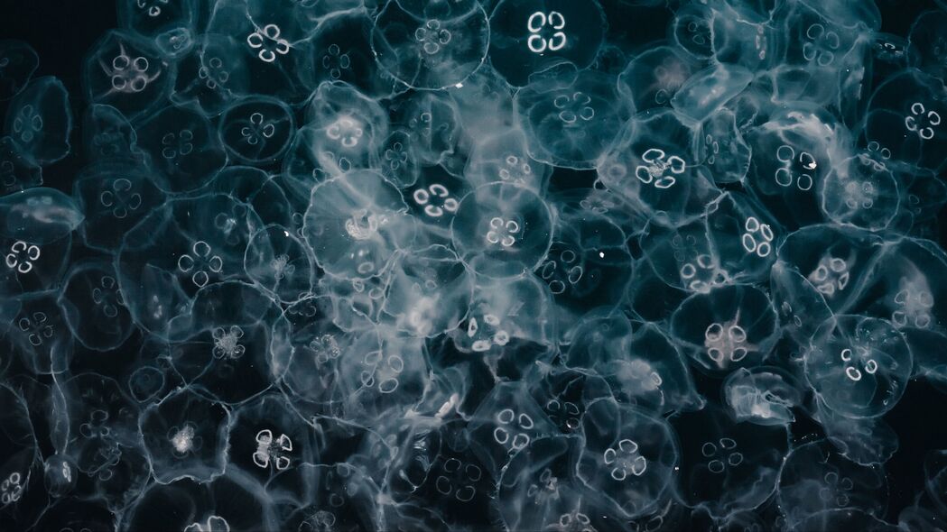 水母之光，探秘绚丽水下世界，4K高清壁纸3840x2160，动物美图尽在掌握！