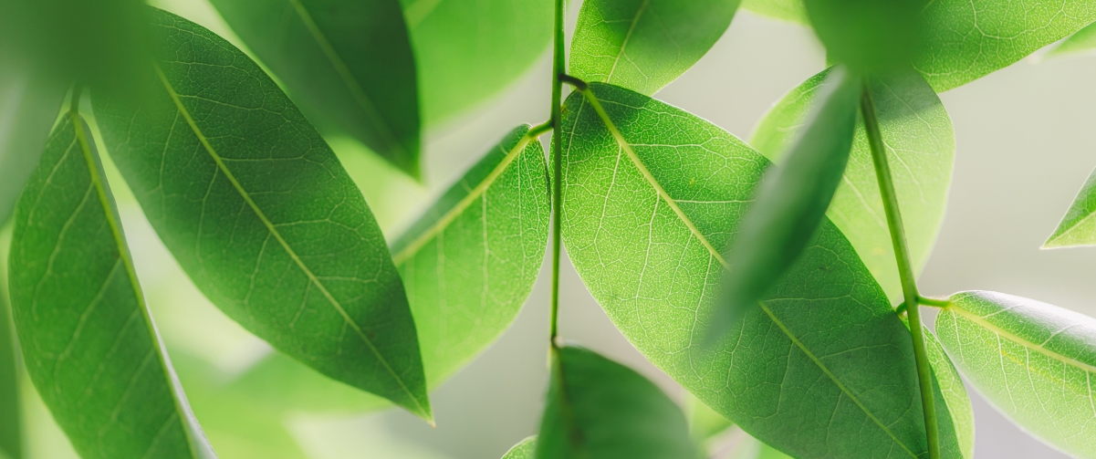 3440x1440带鱼屏专属，高清4K绿叶护眼风景壁纸，一键下载