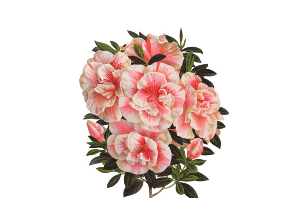 妇女节节日元素，真实鲜花高清PNG透明图片，设计素材免费下载