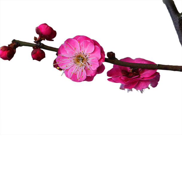 一枝红梅花PNG透明图片，高清漂浮花瓣设计素材，免费下载