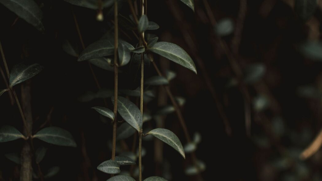 植物绿叶特写，高清4K风景壁纸，3840x2160分辨率，免费下载