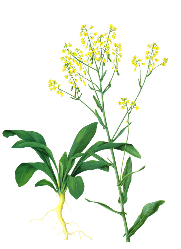 板蓝根PNG透明图片，动植物元素，高清植物设计素材下载