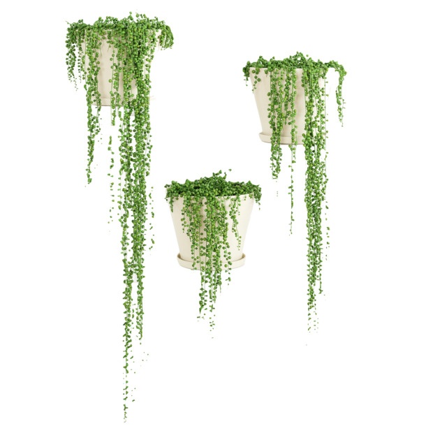 三个长草吊篮花PNG透明图，高清动植物元素，植物设计素材免费下载