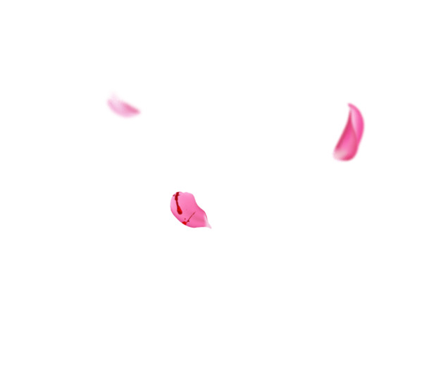 粉色玫瑰花瓣PNG透明图，高清游戏装饰素材，叶子漂浮元素下载