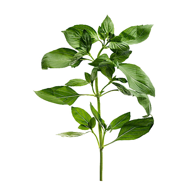 辣椒苗PNG透明图，高清动植物元素设计素材下载