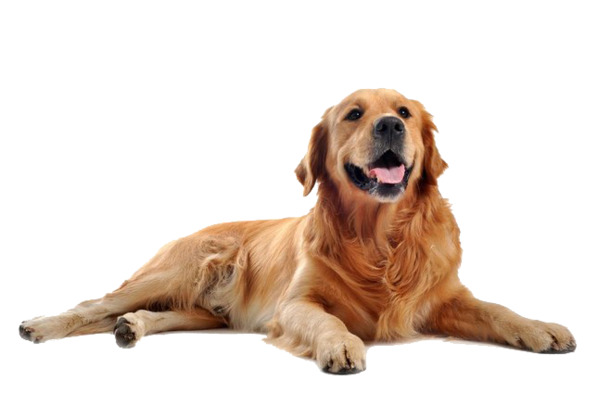 金毛犬高清PNG透明图，动植物元素动物设计素材下载