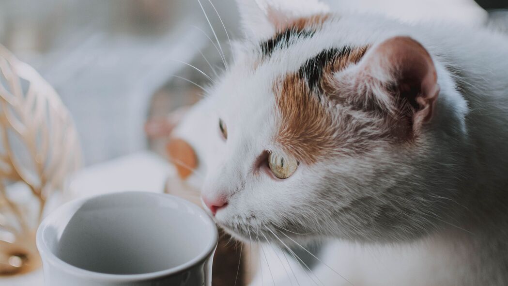 高清猫杯宠物壁纸，3840x2160 4K动物图片，轻松浏览下载