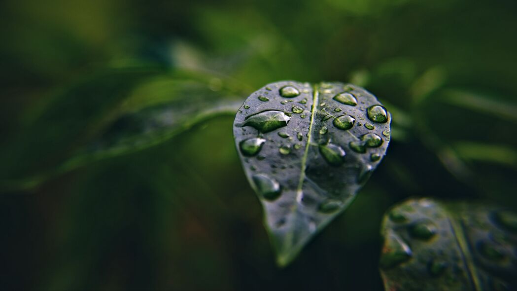 叶子水滴宏水植物高清4K壁纸，3840x2160超清背景图片下载
