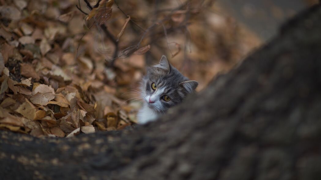 猫树探秘，精选4K高清宠物壁纸，3840x2160分辨率任你下载