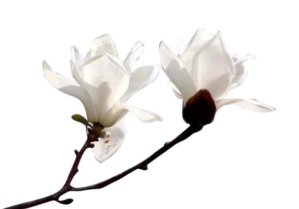 白色玉兰花PNG透明图，高清AI设计素材，一键下载装饰元素