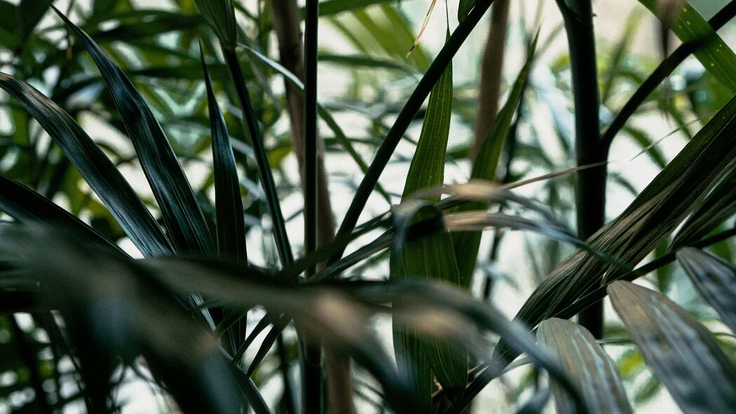 植物之美，高清绿色叶子与茎干4K壁纸（3840x2160分辨率，免费下载）