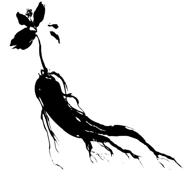 精美黑色人参PNG素材，高清透明墨迹笔触装饰元素，设计必备下载