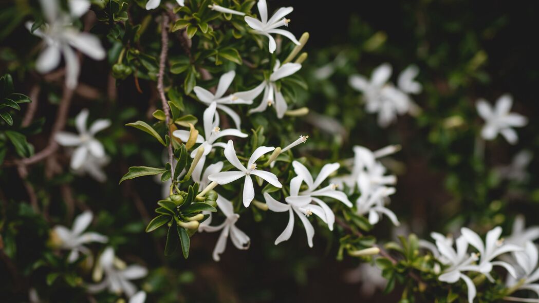 茉莉花绽放之美，高清4K灌木植物壁纸（3840x2160）下载