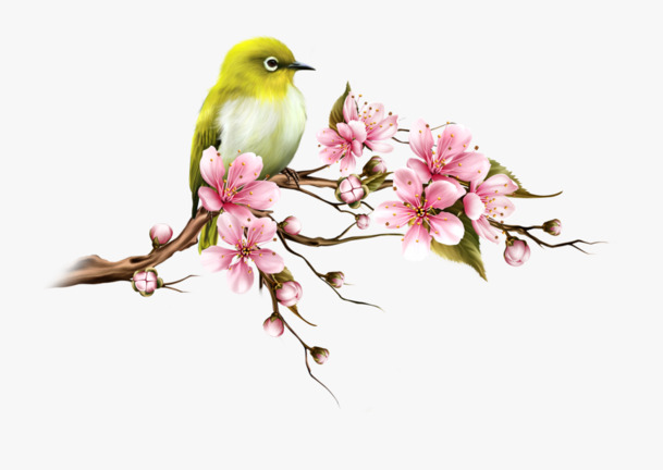 中国风花鸟手绘插画，高清PNG透明素材，优雅装饰元素，免费下载