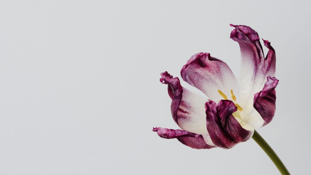 郁金香花朵极简主义4K高清壁纸 3840x2160精美背景图片下载