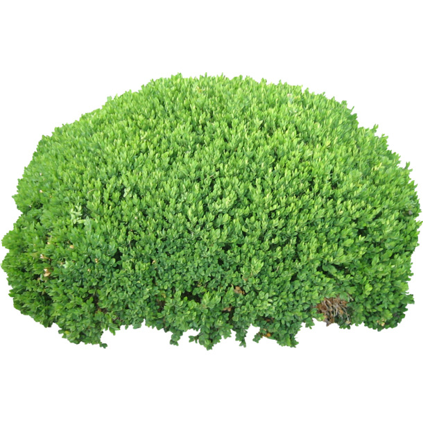 乔木、树木、大树、灌木、植物花朵，高清PNG透明图片素材，动植物元素设计下载