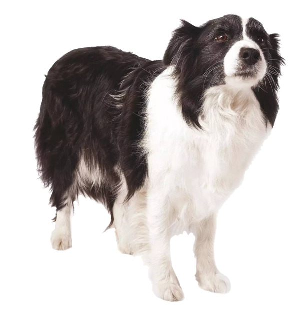 边境牧羊犬PNG透明图集，高清动物设计素材，免费下载动植物元素