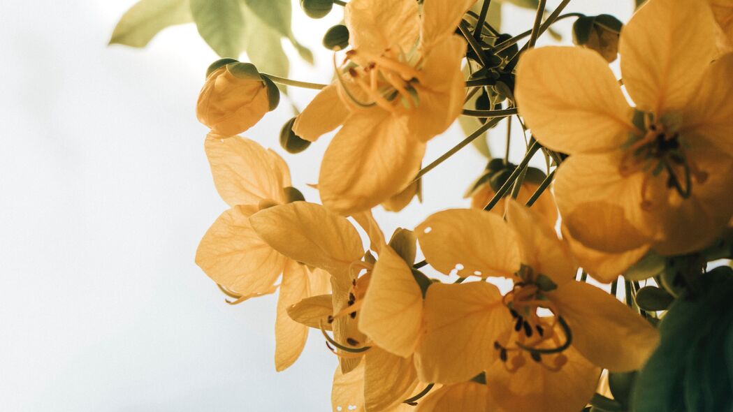 花朵绽放，黄色魅力，树叶间的植物之美，精选4K高清壁纸（3840x2160）免费下载