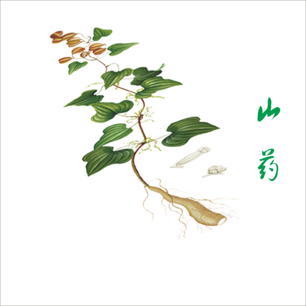 山药PNG透明图，动植物元素植物设计素材，高清下载