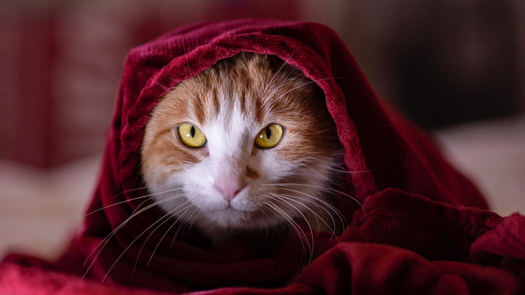猫毯时光，探索宠物世界的4K高清壁纸，3840x2160超清下载