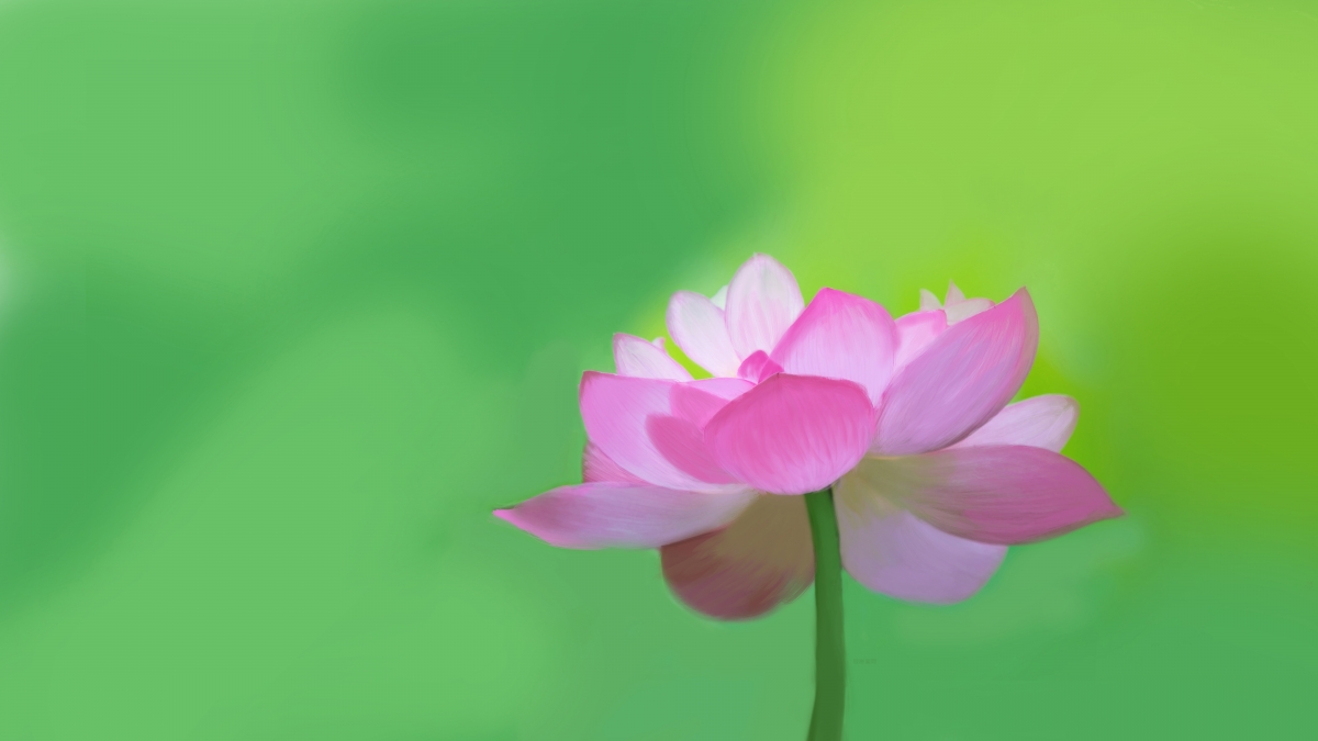荷花手绘，清新唯美护眼壁纸，8K/4K高清背景图片，8000x4500像素下载