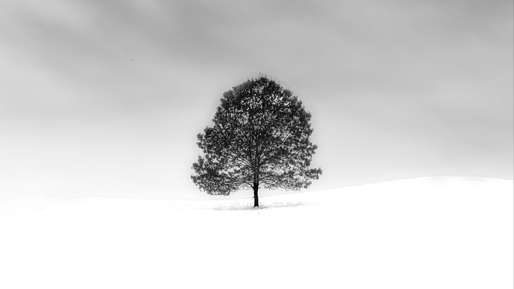 极简黑白雪景4K超高清壁纸，自然树影，3840x2160分辨率，免费下载
