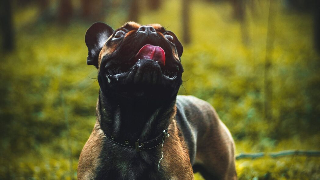 Pug狗舌头突出趣态，精选4K高清壁纸，宠物乐趣尽在眼前