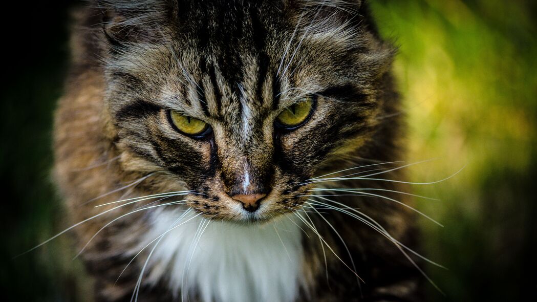 猫咪专属，蓬松棕色萌宠4K超高清壁纸，3840x2160分辨率任你下载