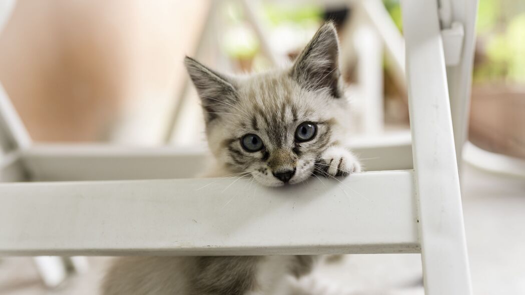 小猫高清壁纸，灰色宠物猫4K超清图片，3840x2160分辨率，免费下载