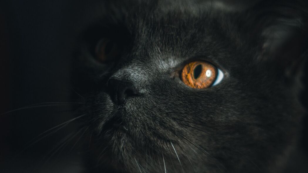 探索灰色猫咪的魅力，高清4K宠物壁纸，3840x2160分辨率任你下载