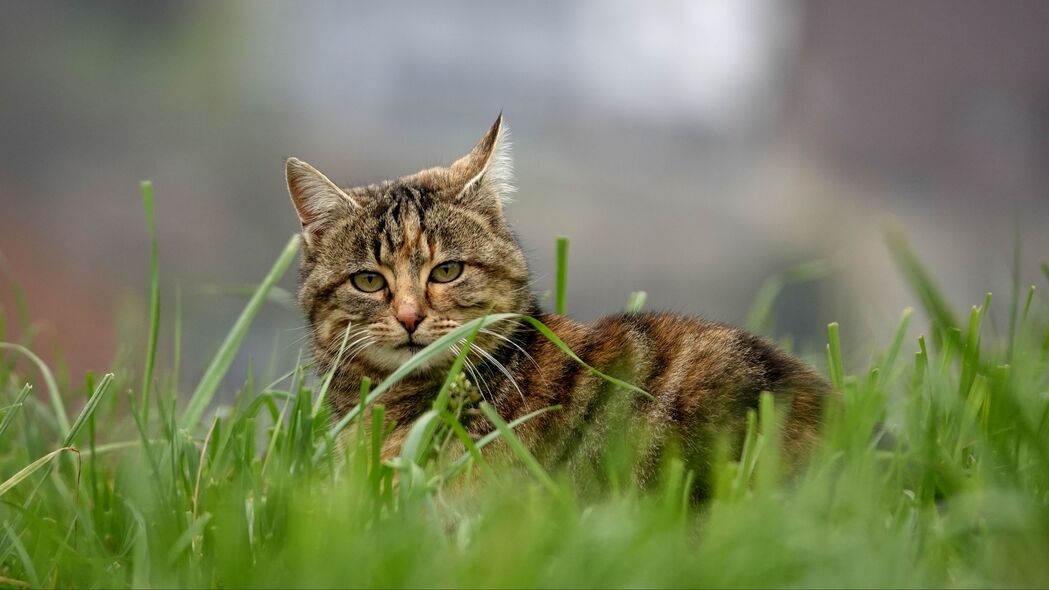 猫之魅，棕色条纹宠物，青草间的4K高清壁纸（3840x2160)