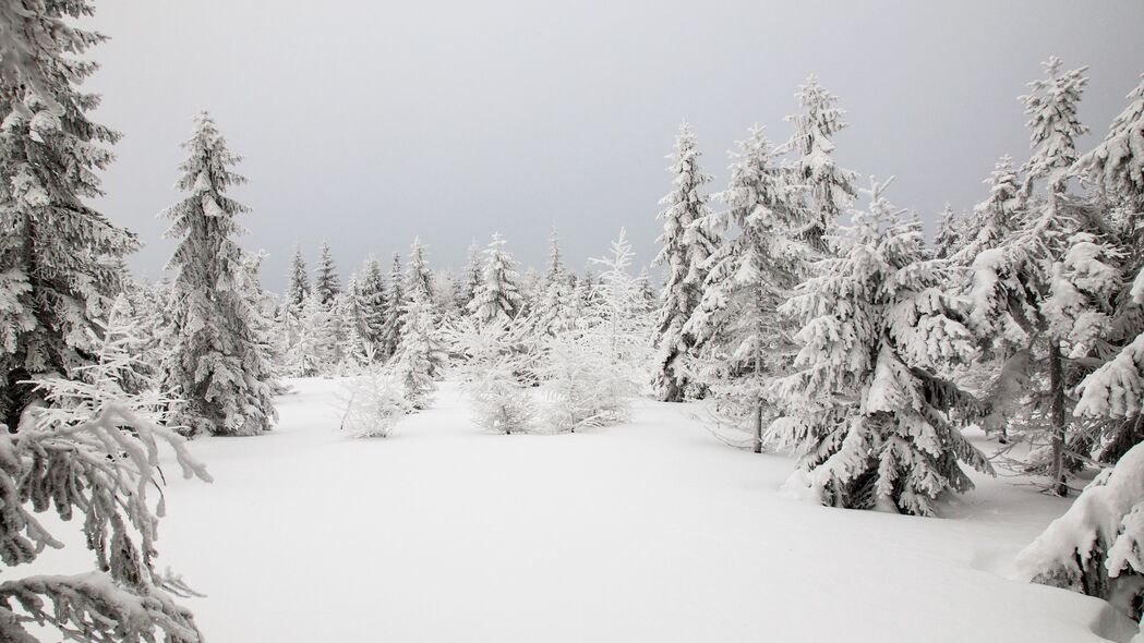云杉雪景冬日自然之美，4K高清壁纸3840x2160，畅享自然风景