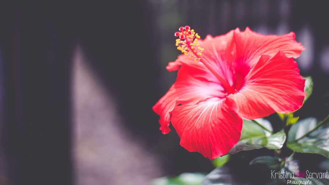 木槿花红色特写，惊艳4K壁纸，3840x2160超高清背景图片下载