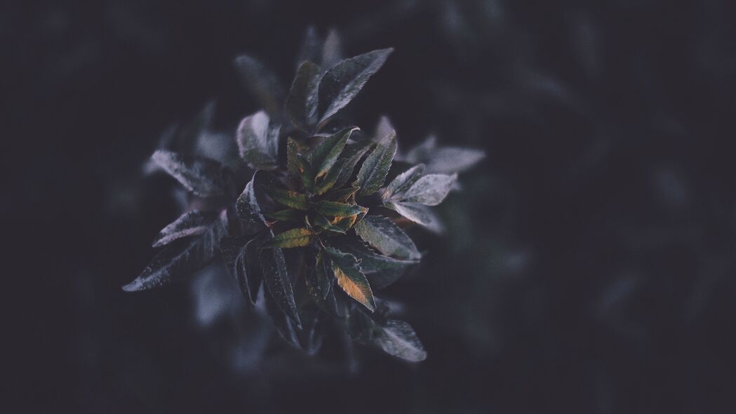 叶子宏·植物之美，高清4K壁纸，树枝细节尽显，3840x2160分辨率下载