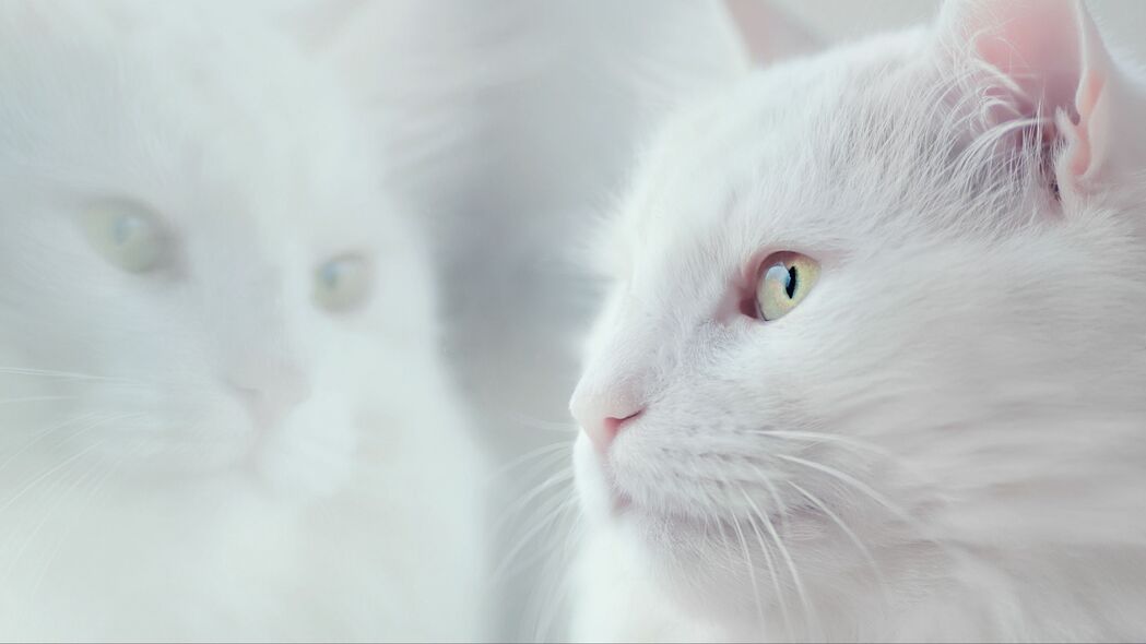 猫之白色蓬松魅力，精选4K高清壁纸，3840x2160宠物图片免费下载