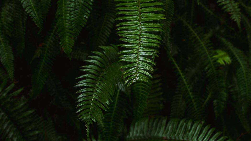 蕨类植物绿色树叶美景，精选4K高清壁纸（3840x2160）免费下载