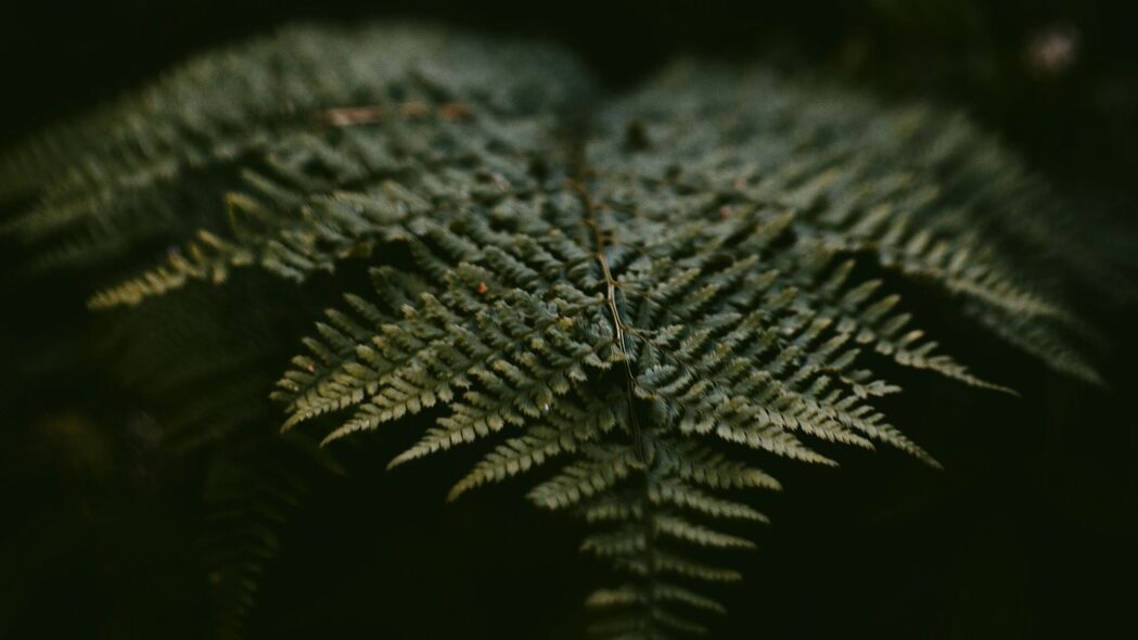 蕨类叶子植物绿色美景，超高清4K壁纸，3840x2160分辨率，免费下载