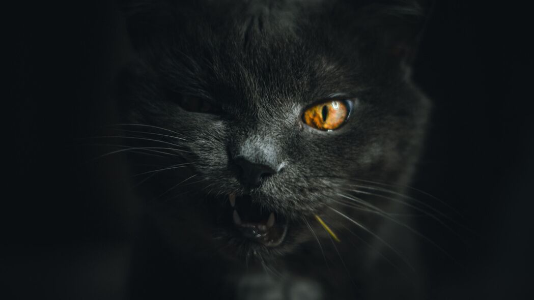 猫之魅，灰色精灵宠物面部特写，4K超高清壁纸3840x2160免费下载
