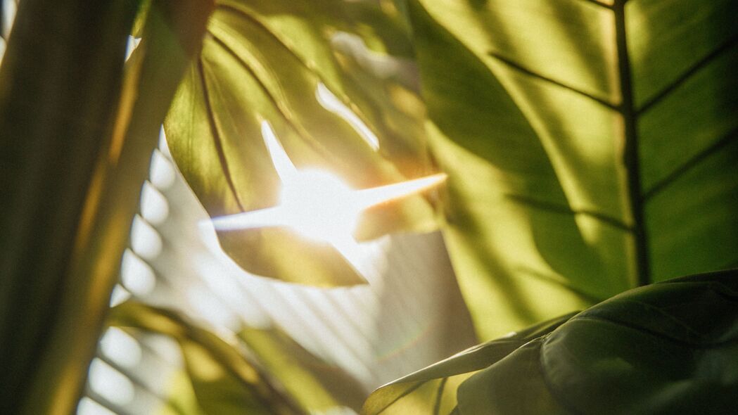 树叶之美，阳光下的植物火炬，超高清4K壁纸3840x2160免费下载